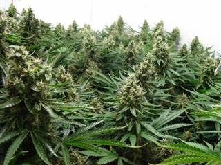 Cultivo cannabis exterior