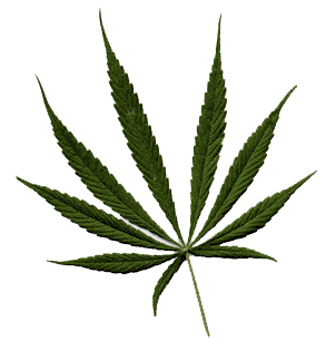 Cultivar Cannabis