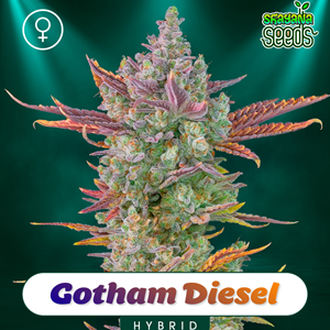 Gotham Diesel